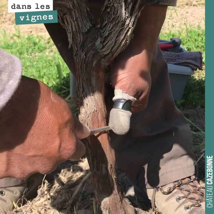 A short video illustrating the T-bud grafting technique. The small saw cut on the vine at the end helps prevent graft rejection in the event of an excessive surge of sap.
From Monday, we...