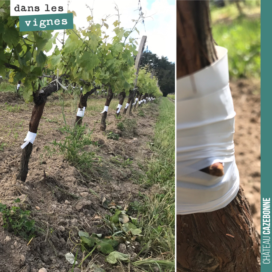 The top-grafting of the plot is now complete. We should be able to harvest a little Mancin and Castets as early as this year. But above all, from next year, a full harvest of these two for...