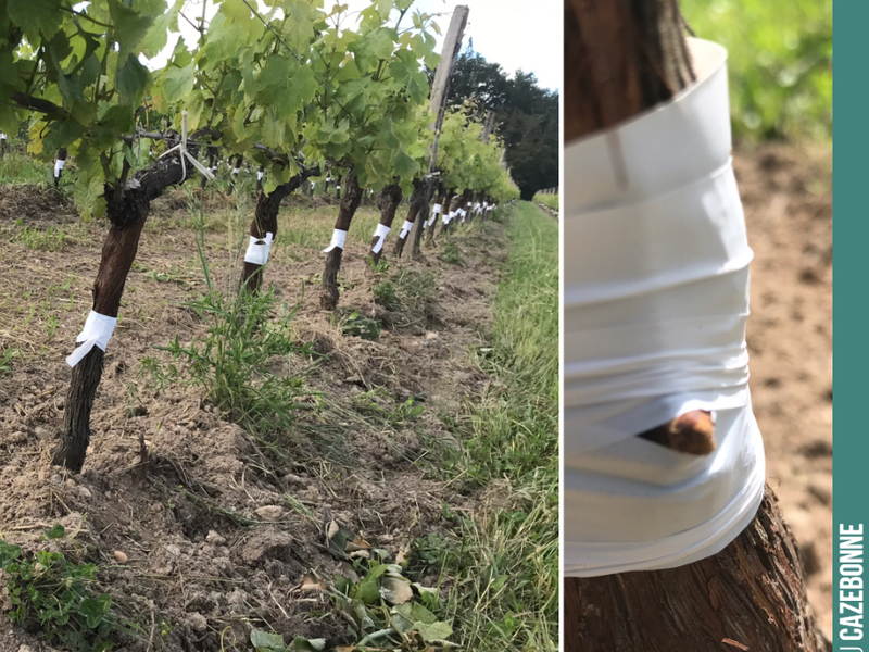 The top-grafting of the plot is now complete. We should be able to harvest a little Mancin and Castets as early as this year. But above all, from next year, a full harvest of these two for...