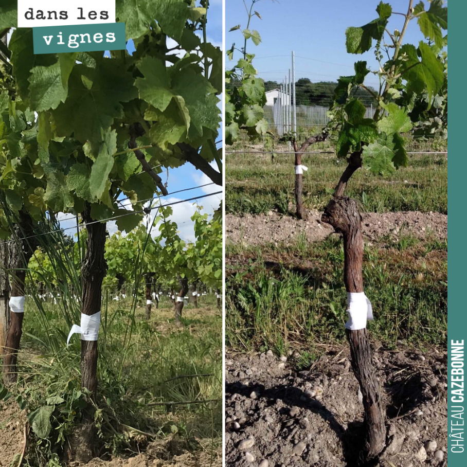 To give the graft the best possible chance of success, one of the vine’s two arms is cut back and only a single shoot is retained as a sap drawer. This gives the graft the best chance of...
