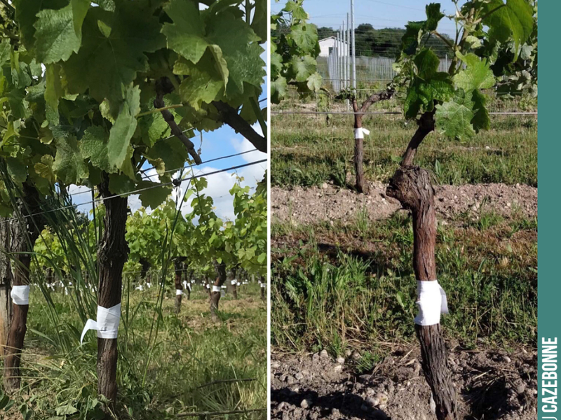 To give the graft the best possible chance of success, one of the vine’s two arms is cut back and only a single shoot is retained as a sap drawer. This gives the graft the best chance of...