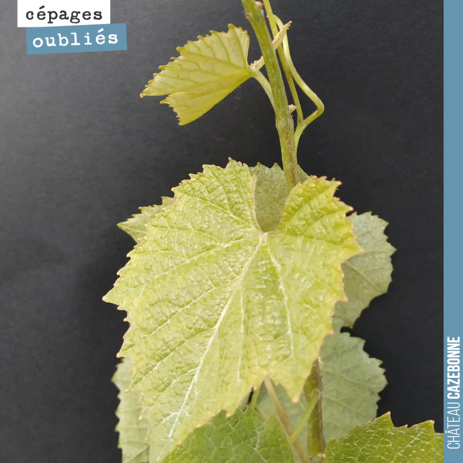 We continue our portrait gallery of forgotten Bordeaux grape varieties with Jurançon noir, which was known locally as Enrageat. It can still be found in the South West, notably in Cahors.