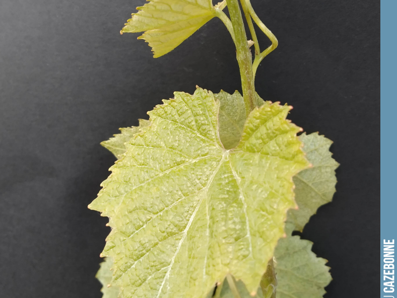 We continue our portrait gallery of forgotten Bordeaux grape varieties with Jurançon noir, which was known locally as Enrageat. It can still be found in the South West, notably in Cahors.