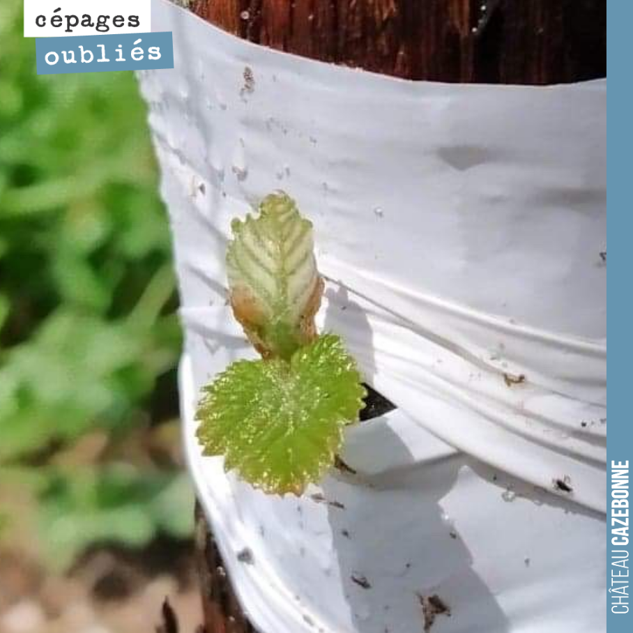 The magic of top-grafting. Here we go, it's growing!
This top-grafted vine is bringing the Mancin grape variety to life. And with a bit of luck, we might see a bu...