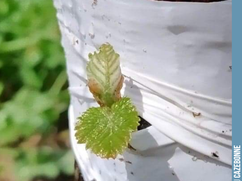 The magic of top-grafting. Here we go, it's growing!
This top-grafted vine is bringing the Mancin grape variety to life. And with a bit of luck, we might see a bu...