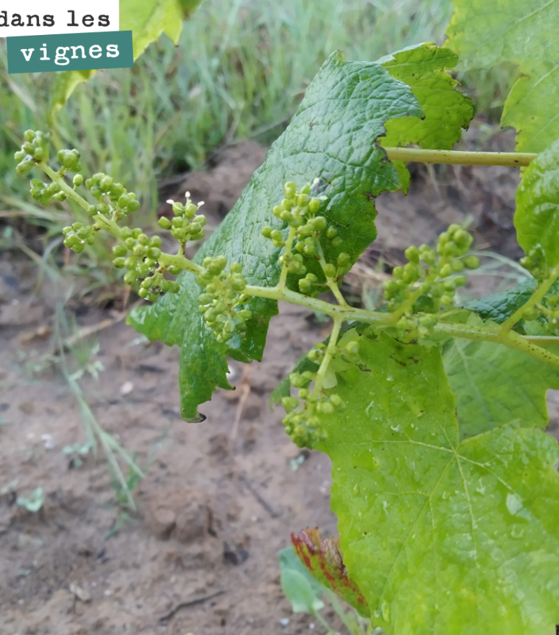 This Petit Verdot vine, planted last year, is already bearing a bunch of grapes. But we shouldn't really harvest until next year!