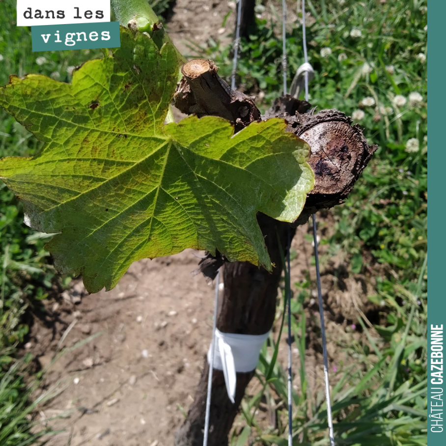 We are continuing the care of our top-grafted Mancin vines. Now that the first leaves have appeared on the graft, we are leaving just a few leaves to draw the sap. All the sap...