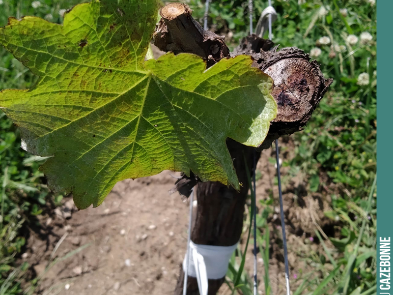 We are continuing the care of our top-grafted Mancin vines. Now that the first leaves have appeared on the graft, we are leaving just a few leaves to draw the sap. All the sap...