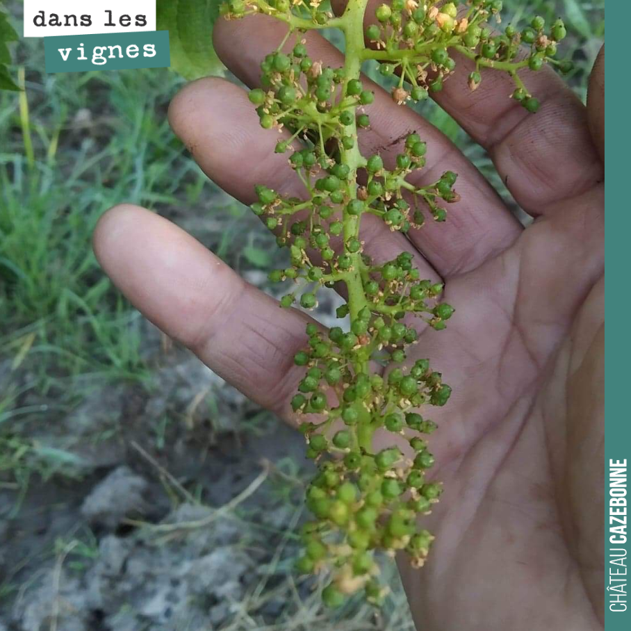 Flowering is complete on the early-ripening grape varieties, and the bunches are now at the fruit set stage.