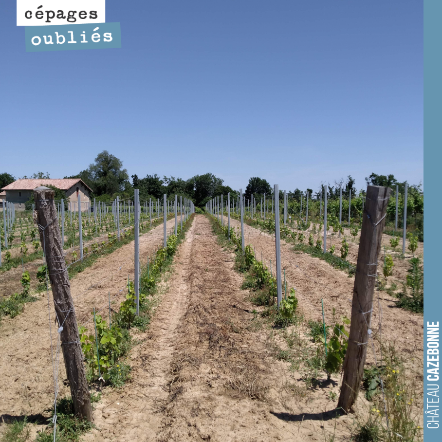 Once we have finished weeding our plot of forgotten grape varieties at Médecine, this is what it looks like.
Here, Jurançon noir and Saint-Macaire.