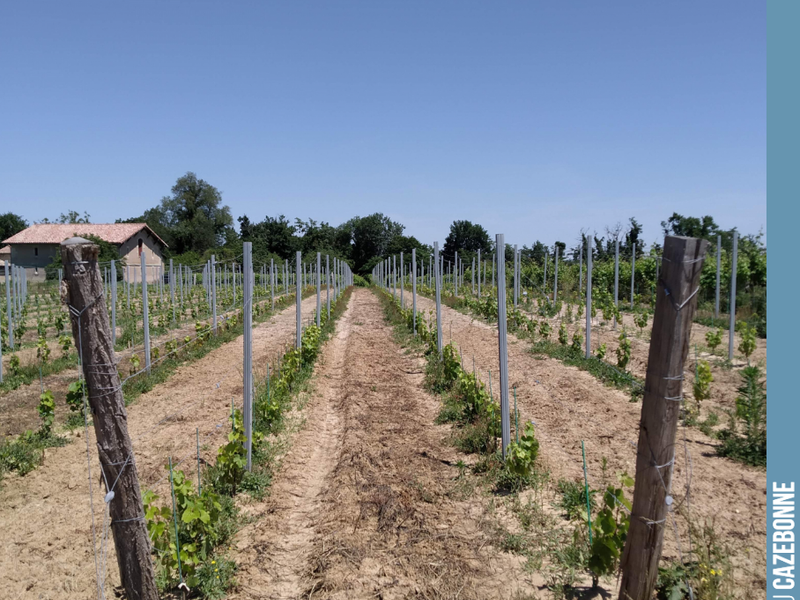 Once we have finished weeding our plot of forgotten grape varieties at Médecine, this is what it looks like.
Here, Jurançon noir and Saint-Macaire.