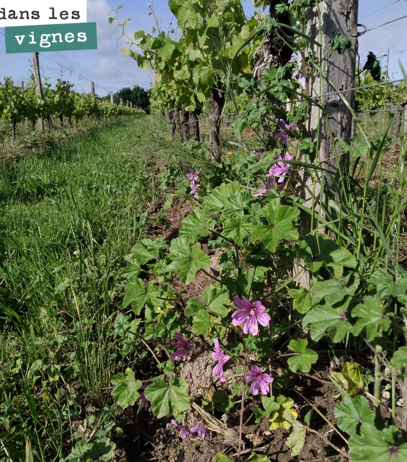 Mallows in the vines.
Have a lovely day!