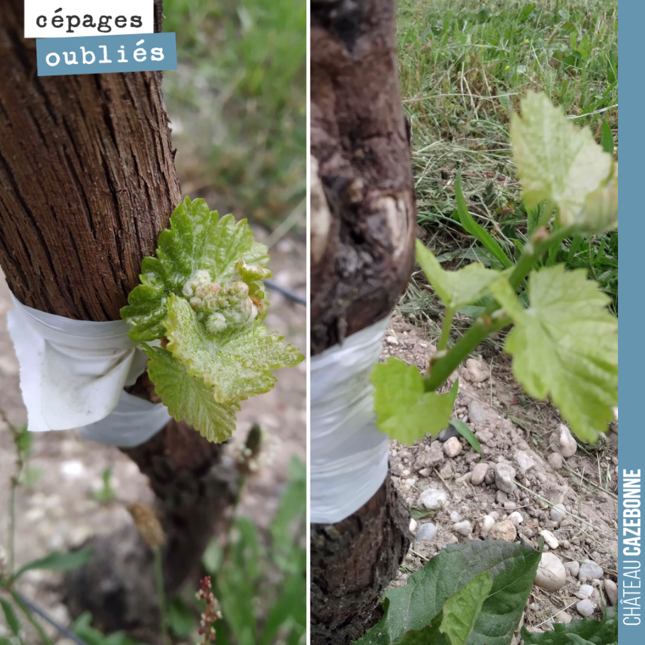Three weeks after top-grafting (30 May), the grafts have taken very well for these two Mancin vines. We should be able to taste the first bunches in October if the weather permits!
With the...