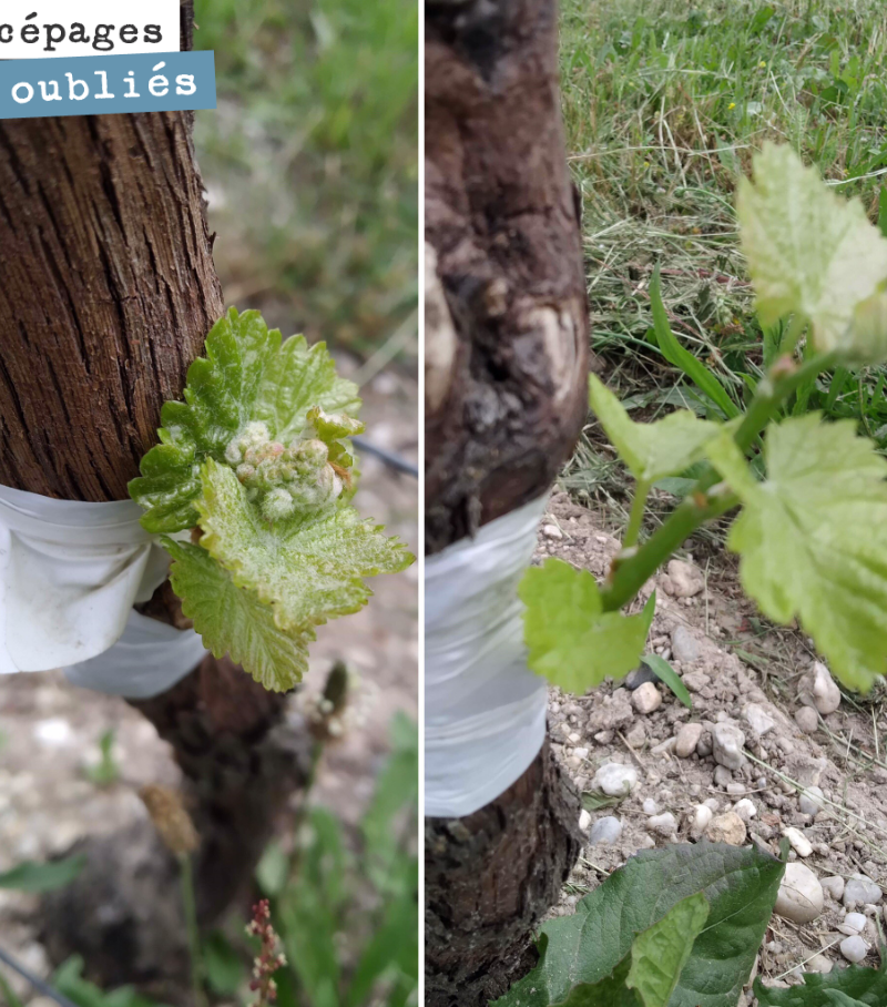 Three weeks after top-grafting (30 May), the grafts have taken very well for these two Mancin vines. We should be able to taste the first bunches in October if the weather permits!
With the...