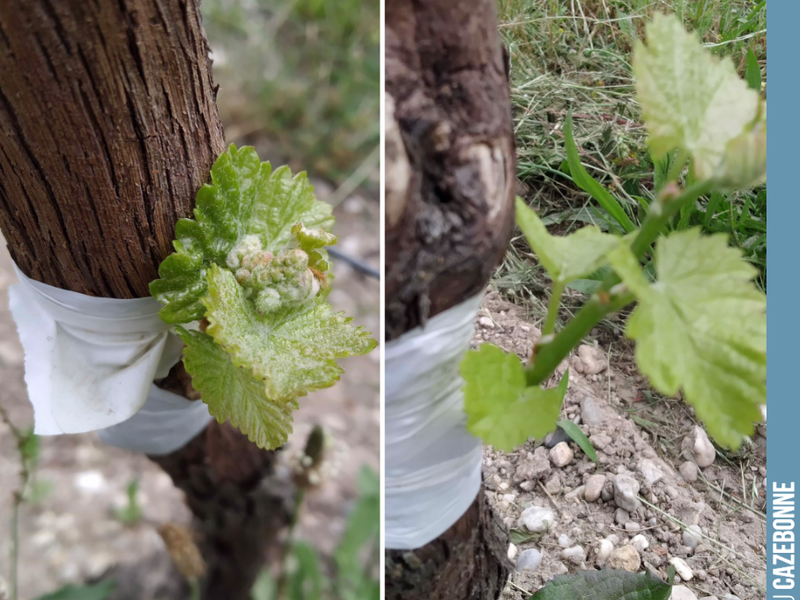 Three weeks after top-grafting (30 May), the grafts have taken very well for these two Mancin vines. We should be able to taste the first bunches in October if the weather permits!
With the...