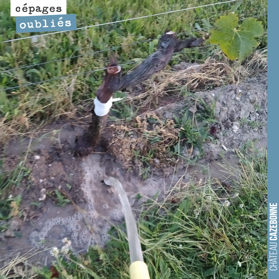 If we want the graft to take, well, we have to water the vines where the grafts haven't taken yet.
That leaves us with 15–20% of vines to water. The rest are out of the woods!