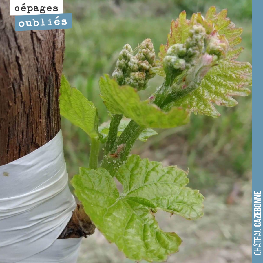 What a joy to see grape clusters on this Mancin top-grafted on 30 May. Very soon, we will be able to taste the grapes of this forgotten Bordeaux variety. We can't wait!