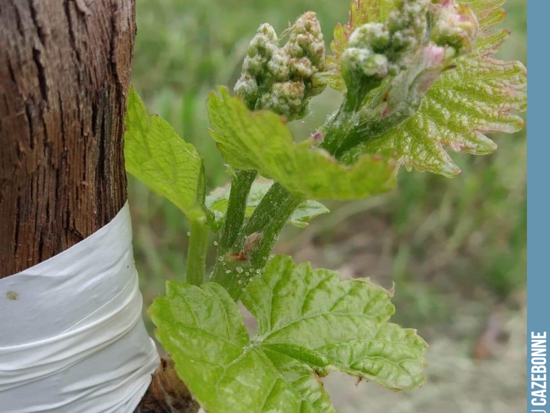What a joy to see grape clusters on this Mancin top-grafted on 30 May. Very soon, we will be able to taste the grapes of this forgotten Bordeaux variety. We can't wait!
