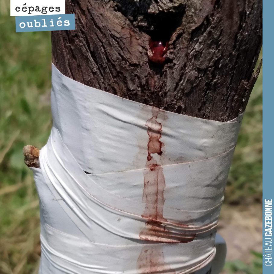 This vine thinks it is Jesus Christ. It is showing us all its sorrow following the graft we have inflicted upon it. But it is for a good cause and the Mancin bud is opening and should ...