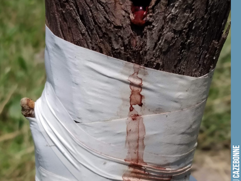 This vine thinks it is Jesus Christ. It is showing us all its sorrow following the graft we have inflicted upon it. But it is for a good cause and the Mancin bud is opening and should ...