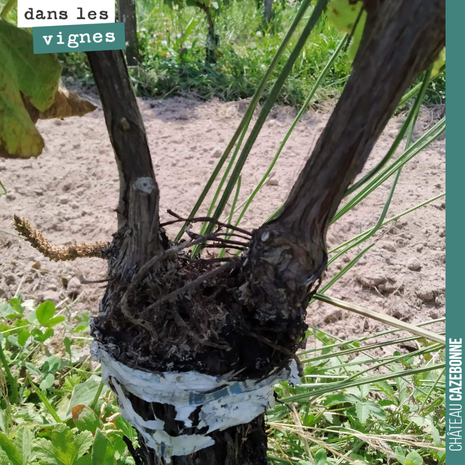 Sémillon plot top-grafted last year from Sémillon to Sauvignon Gris.
One year later, the canes are now very vigorous. A fine Sauvignon Gris harvest in prospect for th...