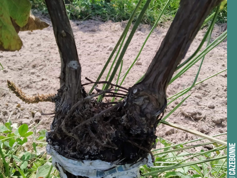 Sémillon plot top-grafted last year from Sémillon to Sauvignon Gris.
One year later, the canes are now very vigorous. A fine Sauvignon Gris harvest in prospect for th...