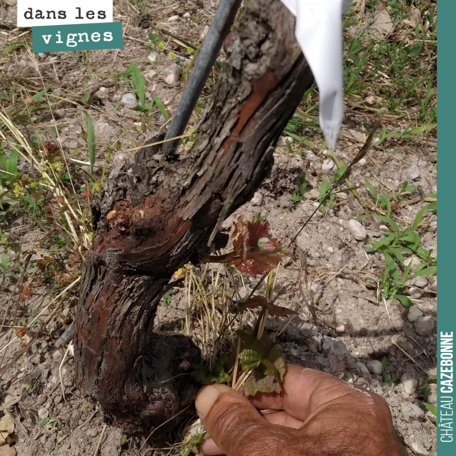 Top-grafting and the fact that we left only a single cane to maintain sap flow means that the vine regularly sends out suckers. We therefore have to go over all the...
