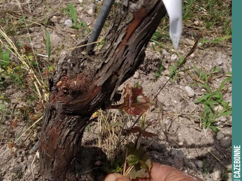 Top-grafting and the fact that we left only a single cane to maintain sap flow means that the vine regularly sends out suckers. We therefore have to go over all the...