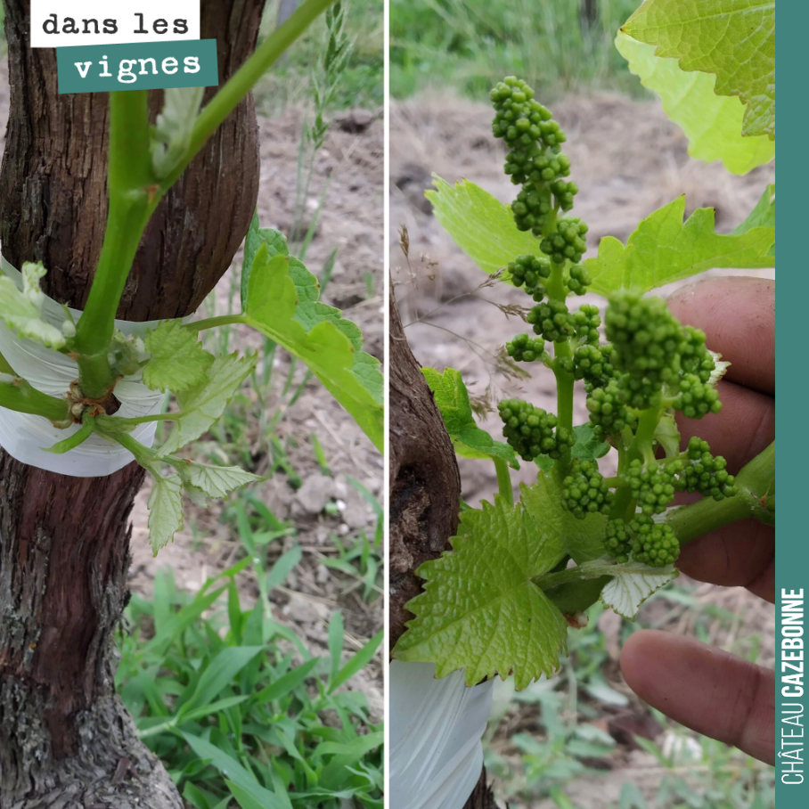 Our top-grafted plot is truly magnificent. It is still going to be tricky to harvest ripe bunches when flowering has not yet started. If we count 100 days, that takes us to the e...