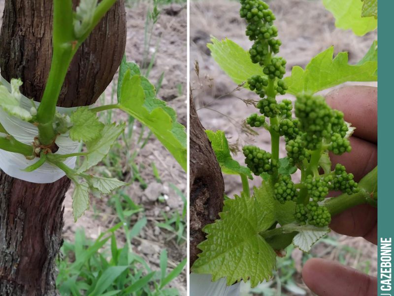Our top-grafted plot is truly magnificent. It is still going to be tricky to harvest ripe bunches when flowering has not yet started. If we count 100 days, that takes us to the e...