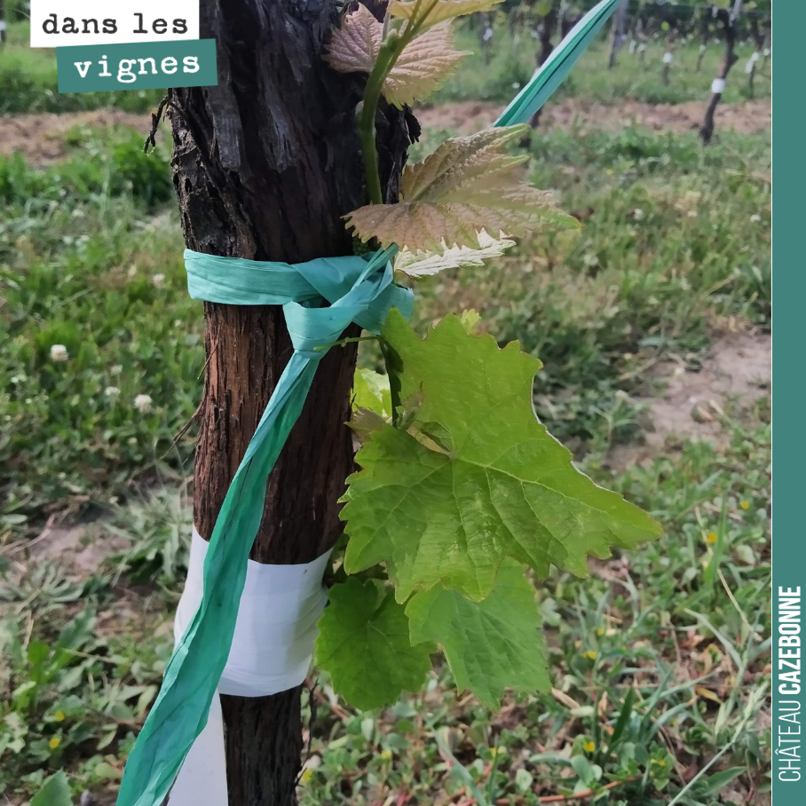 On our top-grafted plot, we must now prevent any risk of breakage. Under the weight, there is a risk that the graft might detach from the vine stock. We are therefore tying the shoots either to the wire,...