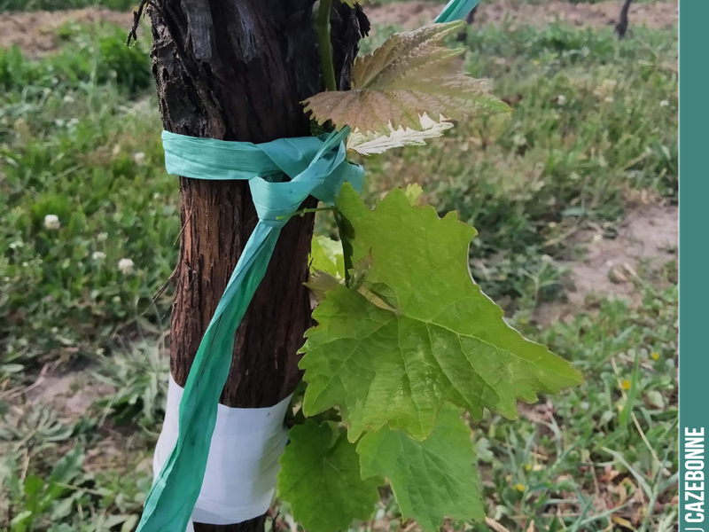 On our top-grafted plot, we must now prevent any risk of breakage. Under the weight, the risk is that the graft might detach from the vine stock. We therefore tie the shoots either to the wire,...