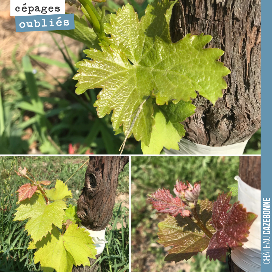 Sauvignonasse, Castets and Mancin, 3 of the grape varieties we top-grafted this year, which should allow us to let you taste them from the 2020 vintage.
