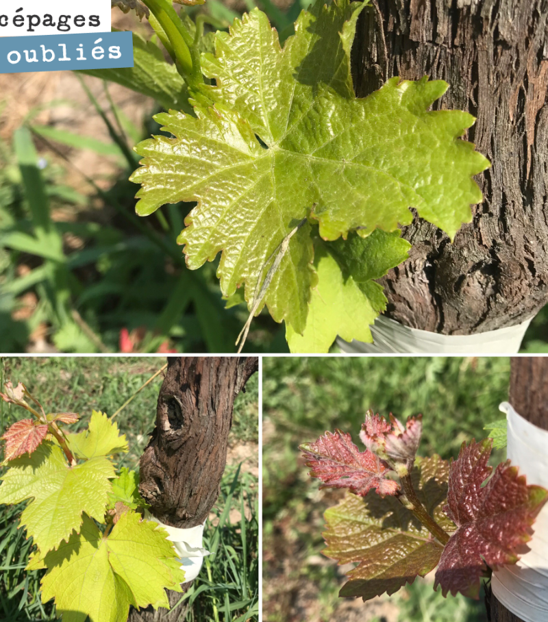 Sauvignonasse, Castets and Mancin, 3 of the grape varieties we top-grafted this year, which should allow us to let you taste them from the 2020 vintage.