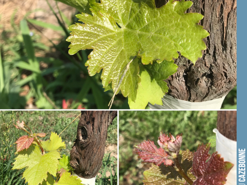 Sauvignonasse, Castets and Mancin, 3 of the grape varieties we top-grafted this year, which should allow us to let you taste them from the 2020 vintage.