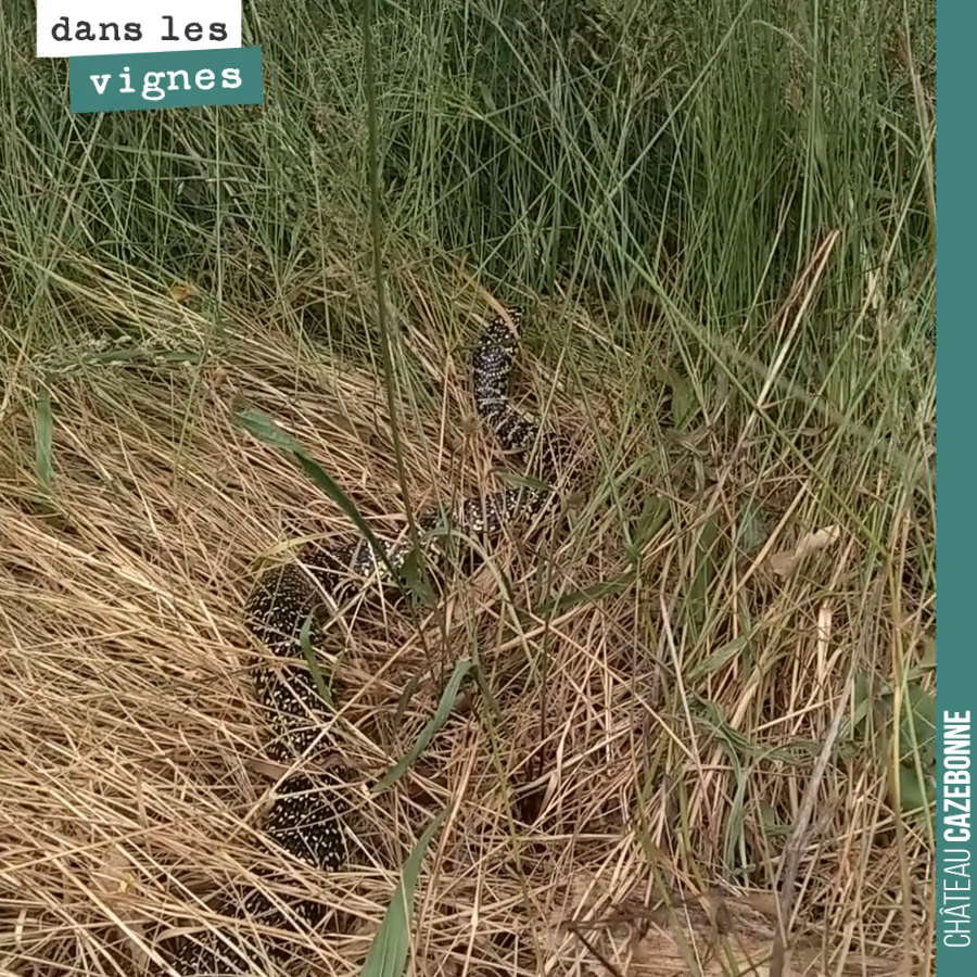 Not for the faint-hearted.
A 1.5-metre specimen in the grass, on the edge of the woods, bordering our Cazebonne plot.
