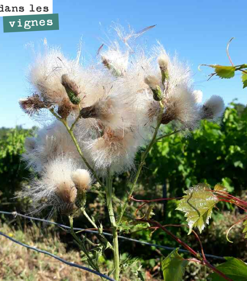 Le chardon est ici en graines. Le vent va disséminer ces graines aux quatre coins de la parcelle. Notre travail sur les sols et nos couverts végétaux devrait permettre de ne pas lui laisser trop de...