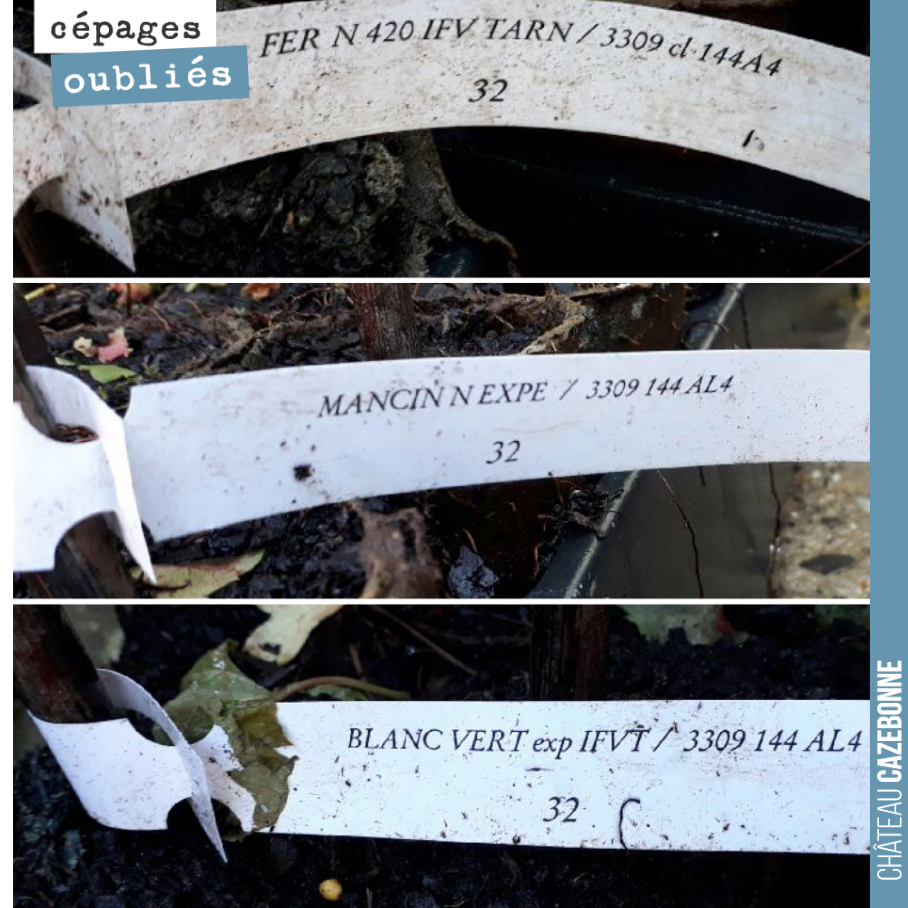 Did you know that Fer, the grape variety from the Aveyron, was present in Gironde at the beginning of the 20th century? Just like Mancin and Blanc Verdet, which were found in our Graves terroirs.