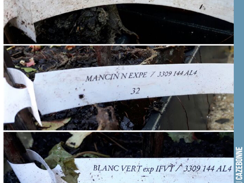 Did you know that Fer, the grape variety from the Aveyron, was present in Gironde at the beginning of the 20th century? Just like Mancin and Blanc Verdet, which were found in our Graves terroirs.