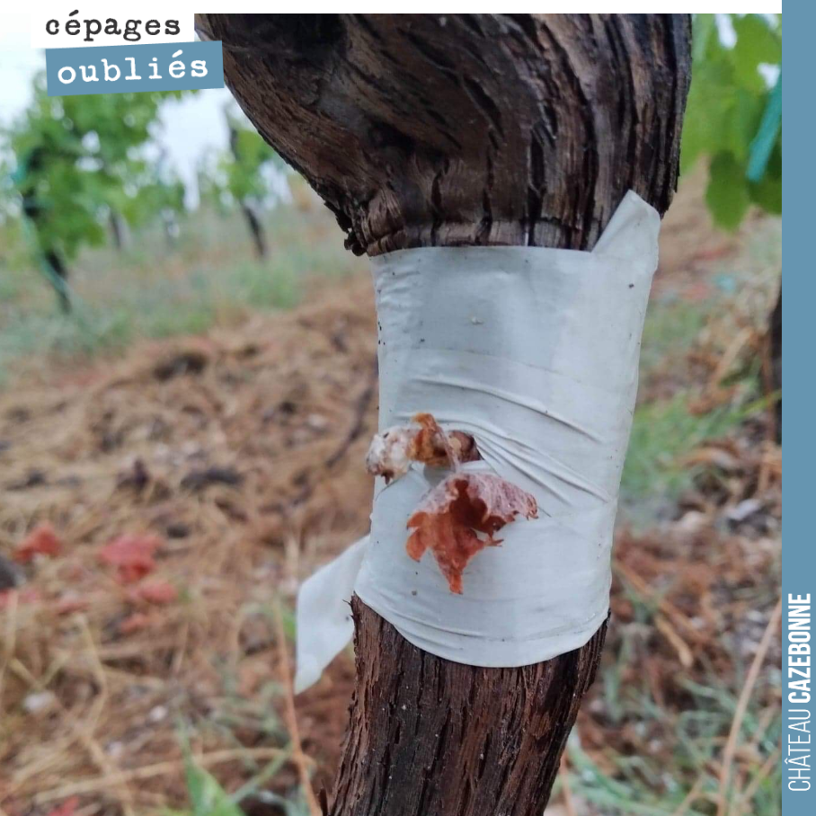The heatwave has taken its toll on a few top-grafted vines. The graft had taken well here, but it dried out, right on the vine. We will have to start again next year.
The winegrower’s craft decidedly req...