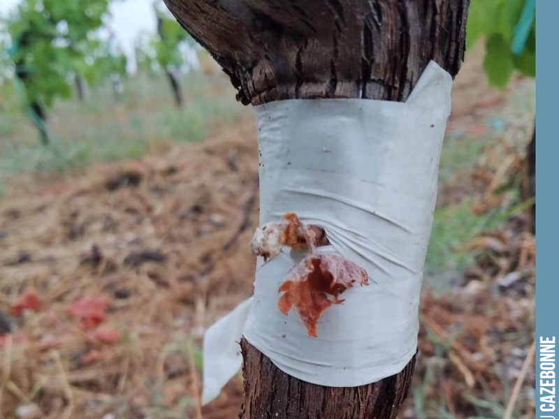 The heatwave has taken its toll on a few top-grafted vines. The graft had taken well here, but it dried out, right on the vine. We will have to start again next year.
The winegrower’s craft decidedly req...