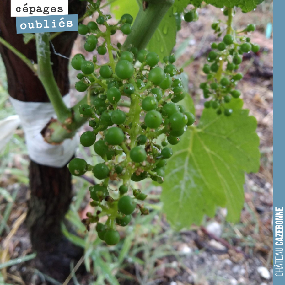 A few scattered bunches on our top-grafted vines. We won't be harvesting these bunches with their overly uneven ripeness. But this will allow us to taste the Mancin, Sauvignonasse, and Cas...