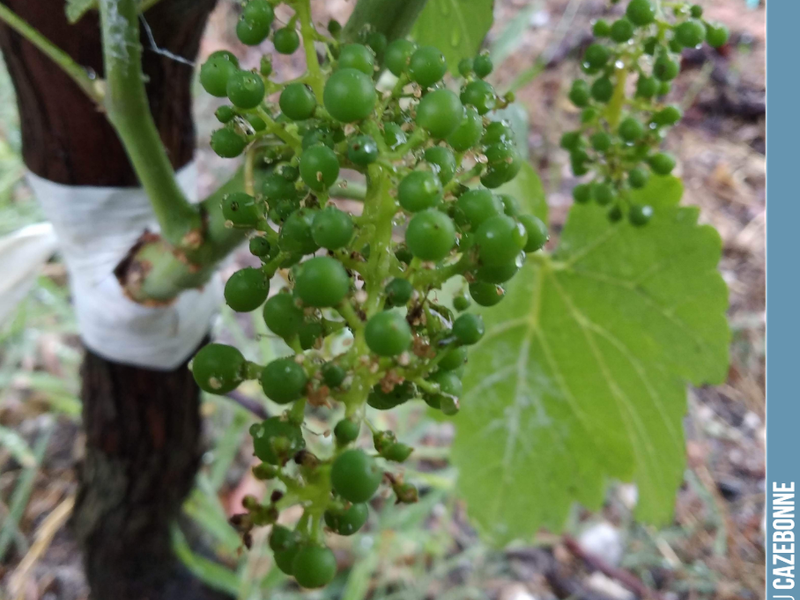 A few scattered bunches on our top-grafted vines. We won't be harvesting these bunches with their overly uneven ripeness. But this will allow us to taste the Mancin, Sauvignonasse, and Cas...