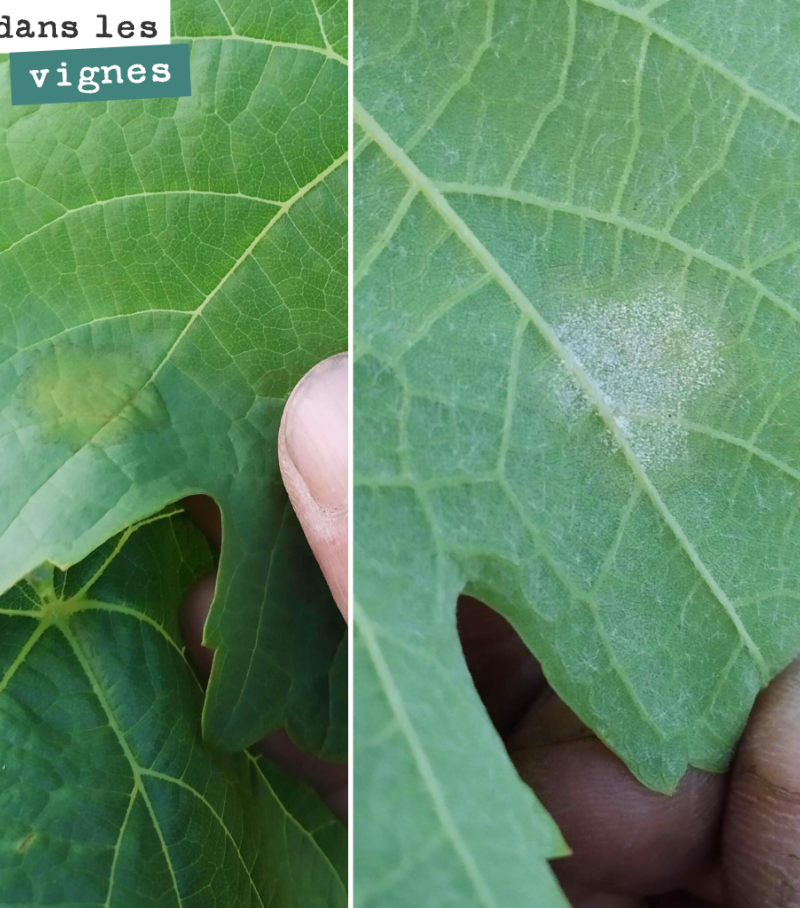 Downy mildew spot found on the young Castets vines. We applied a light preventative copper spray yesterday to prevent any contamination, especially as rain is forecast for the coming days.