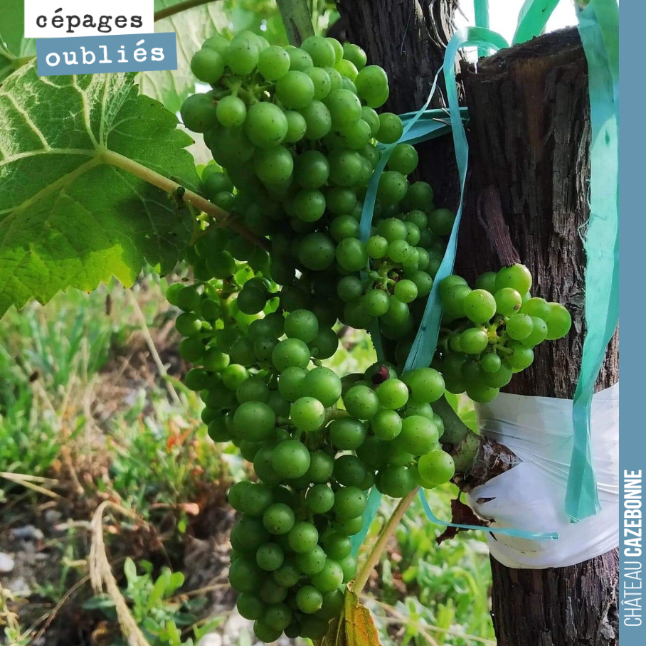 Superb bunches of Mancin on this year's top-grafts. Such vigour promises great things... for next year.