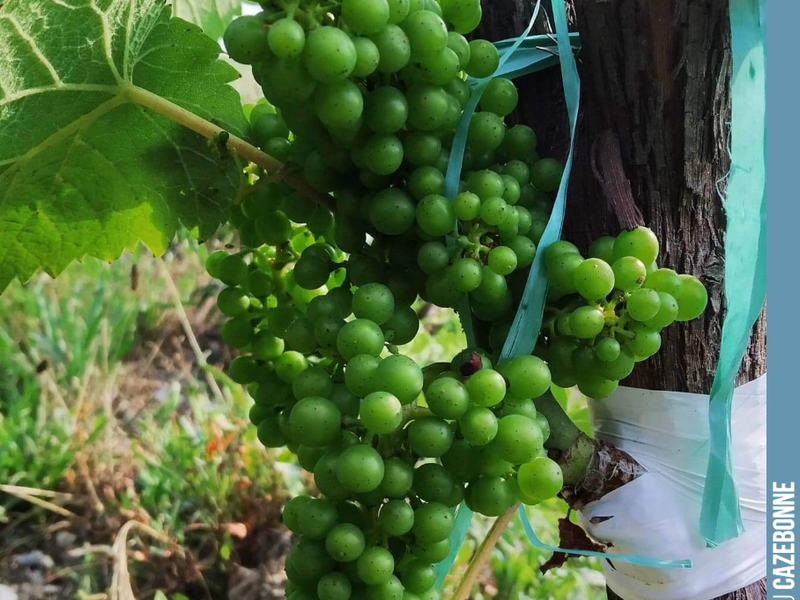 Superb bunches of Mancin on this year's top-grafts. Such vigour promises great things... for next year.