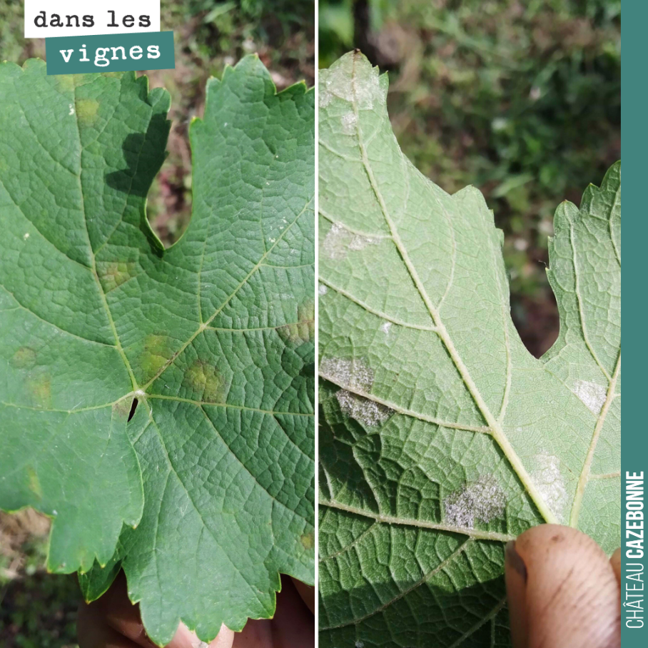 First signs of mosaic downy mildew on the vines. 
This mildew no longer attacks the bunches at this stage of vine development, but it can severely damage the foliage, jeopardising the proper...