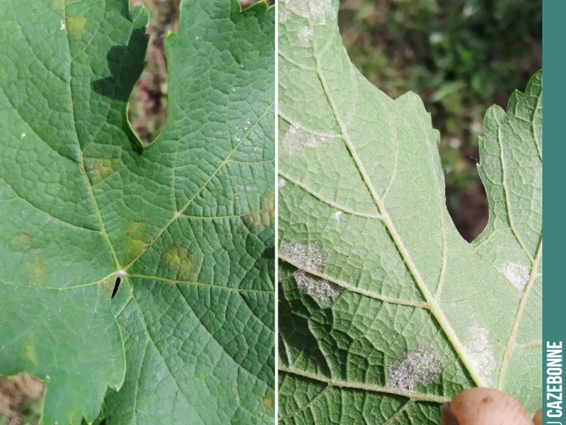 First signs of mosaic downy mildew on the vines.
This mildew no longer attacks the bunches at this stage of vine development, but it can severely damage the foliage, jeopardising the proper...