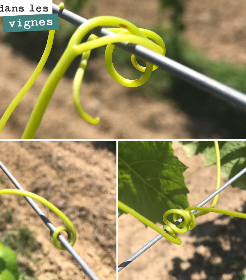 Je ne cesserai jamais de m’émerveiller devant la beauté des vrilles de la vigne.
