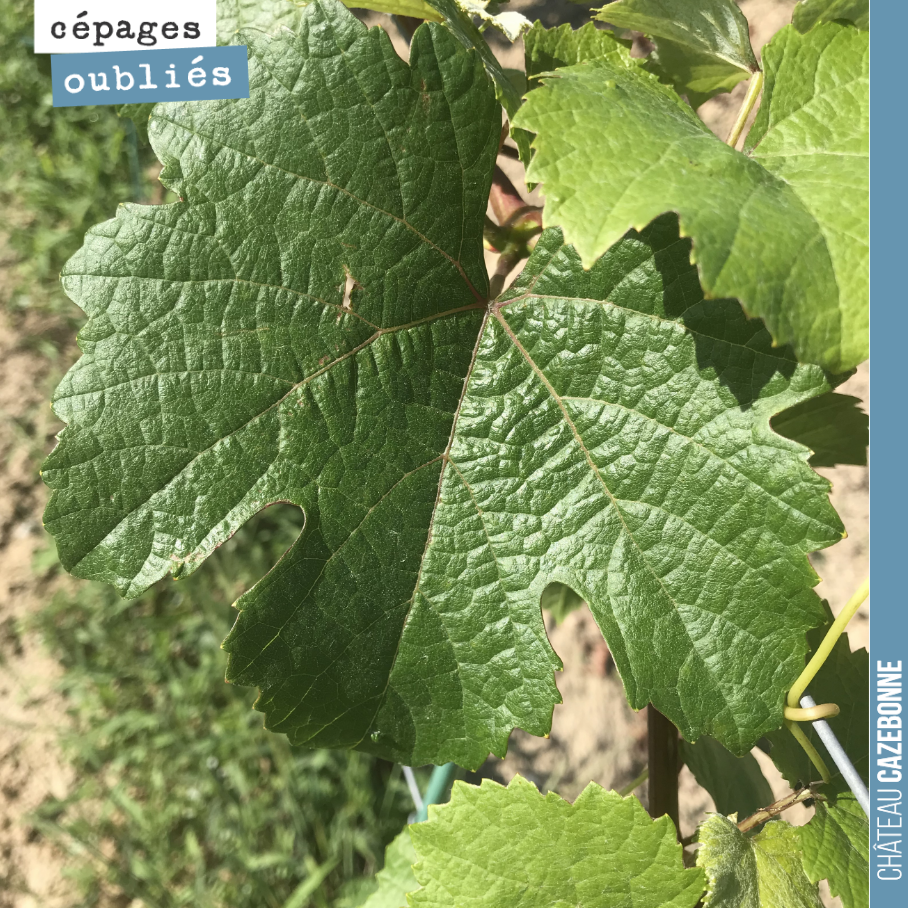 The Jurançon Noir planted last year is thriving. We should be harvesting a few bunches next year.